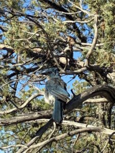 Big Bend Blue Jay Bird